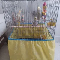 سه عدد مرغ عروس با قفس