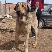 واگزاری پژدر بیست ماهه