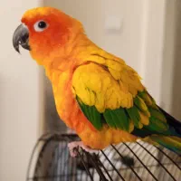 طوطی خورشیدی رام
