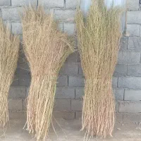 جارو شهرداری