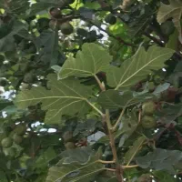 فروش زمین درجم بهر باغ
