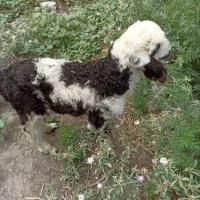 دو راس نر بره