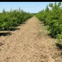 زمین باغی نزدیک مسکونی