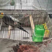 پرنده باقفس