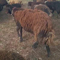 فروش یا معاوضه سه راس قوچ افشاری و دو راس بره نر