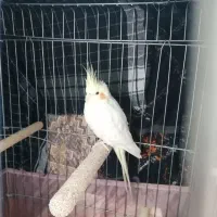 عروس هلندی|پرنده|شهر ری, شهید غیوری (ابن باویه)|دیوار