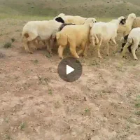 ۵ راس میش و بره