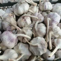 سیر خشک قرمز ، برداشت امسال