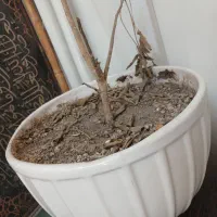 گلدون سرامیکی سایز بزرگ