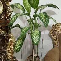 گل دیفن|گل و گیاه طبیعی|دورود, |دیوار