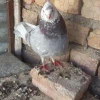 عروسک