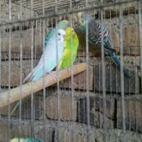 مرغ عشق مولد واقعی جفت