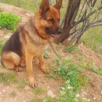 سگ ژرمن