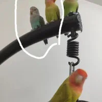 یک جفت طوطی برزیلی