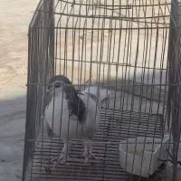 فروش کفتر