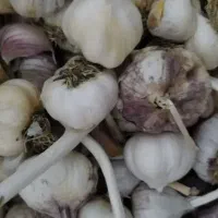فروش سیر