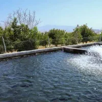 ماهی