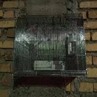 قفس سهره