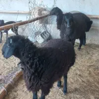 بره
