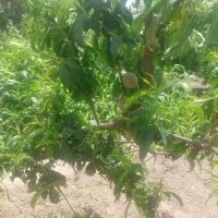 باغچه-315-متری-در-جمال-آباد
