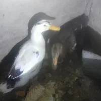 دوتا اوردک نروماده