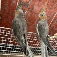 عروس هلندی خاکستری