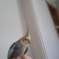 عروس هلندی