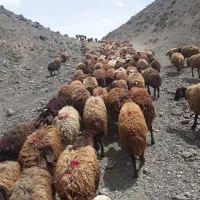 سلام پژو ۴۰۵   با گوسفند معامله  میکنم