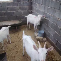 توافقی