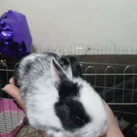 خرگوش کوچولو