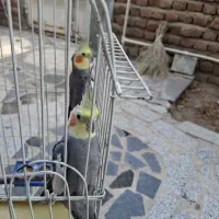 یک جفت عروس هلندی