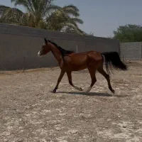 کارگر و نگهبان اسب