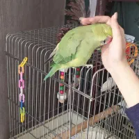 طوطی ملنگو با قفس
