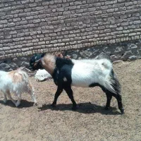 دوبور، گوسفند، پاکستانی اصل
