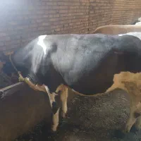 گوساله نر