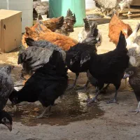 جوجه گلپایگانی ۴ ماه