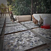 مرغ و خروس سیبرایت