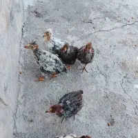 مرغ لاری با 9تا جوجه