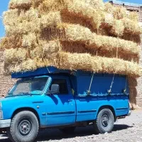 پرس پخل گندم درجه یک