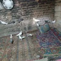 کفتر