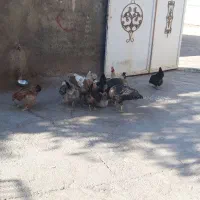 یازده تا مرغ تخمگذار