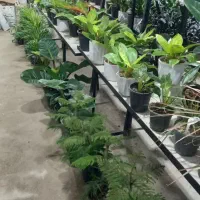 گل اپارتمانی تزیینی