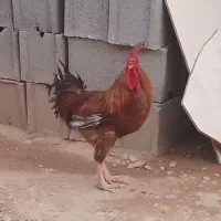 خروس