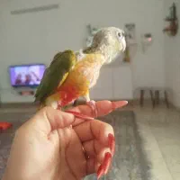 جوجه گرینچیک