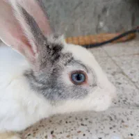 خرگوش
