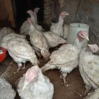 بغلمون زنده نیمچه