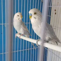 مرغ عشق دستی سخن گو