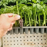 فروش نشا گوجه ، بادمجان و فلفل