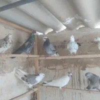 کفتر پرشی گرفتنی