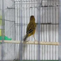 پرنده|پرنده|بافق, |دیوار